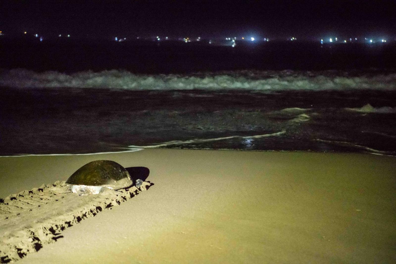 Adventure Turtle Homestay Meru Betiri Sarungan 외부 사진